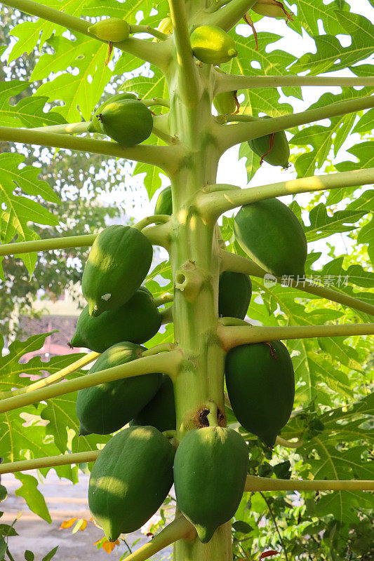 近距离拍摄的木瓜果实(Carica papaya)生长在小木瓜树上，在阳光下成熟，聚焦前景